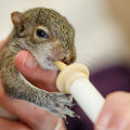 A baby squirrel drinking milk formula out of small syringe with a nursing nipple.