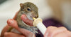 A baby squirrel drinking milk formula out of small syringe with a nursing nipple.
