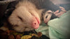 Opossums: Nature’s Unsung Environmental Heroes
