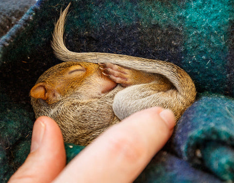 FOUND A BABY SQUIRREL?