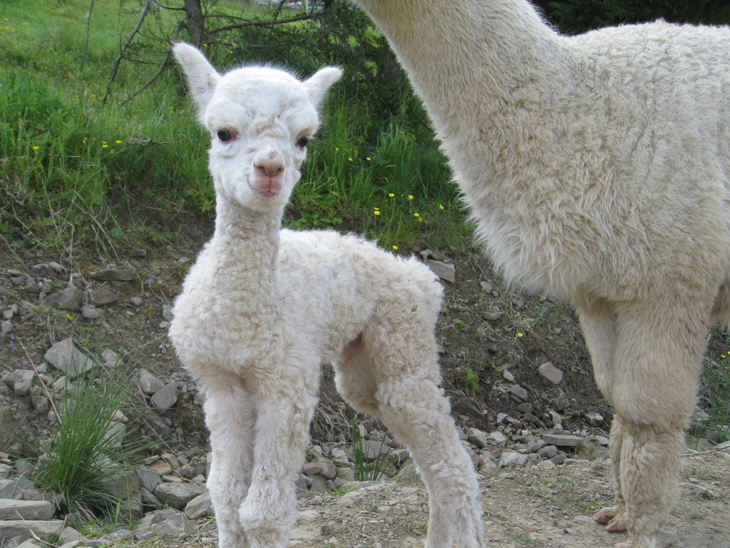 Alpacas