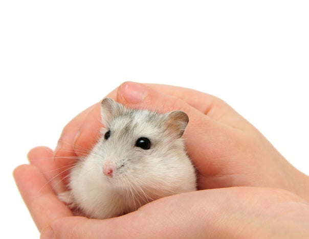 Hamster Diet