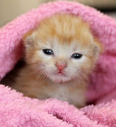 Kittens