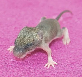 Rats & Mice