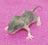 Rats & Mice