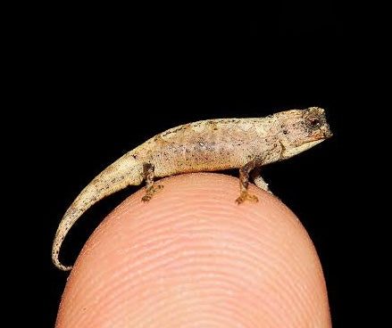 Reptiles