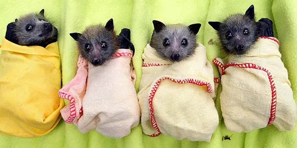 Bats
