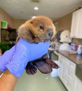 Beavers