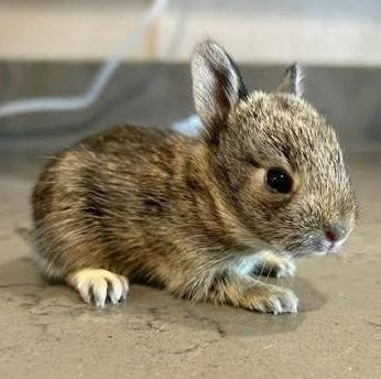 Bunnies