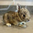Bunnies