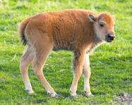 Bison