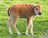 Bison