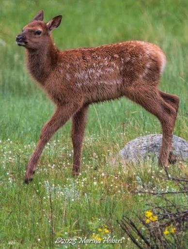 Elk and Moose