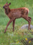 Elk and Moose
