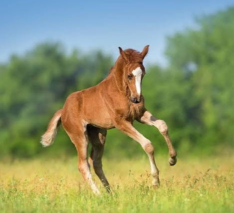 Foals
