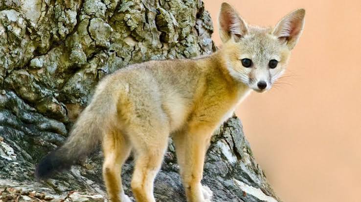 Foxes