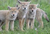 Coyotes