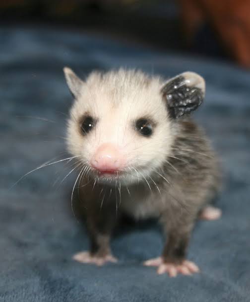 Opossum