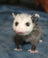 Opossums