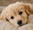Puppies