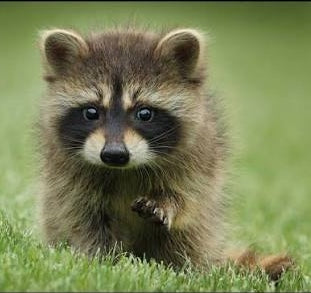 Raccoons