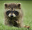 Raccoons