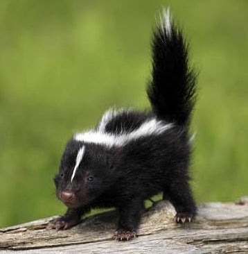 Skunks