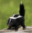 Skunks