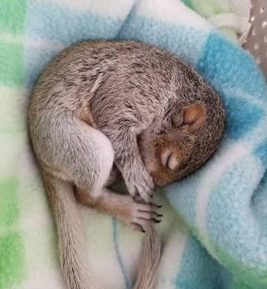 Squirrels