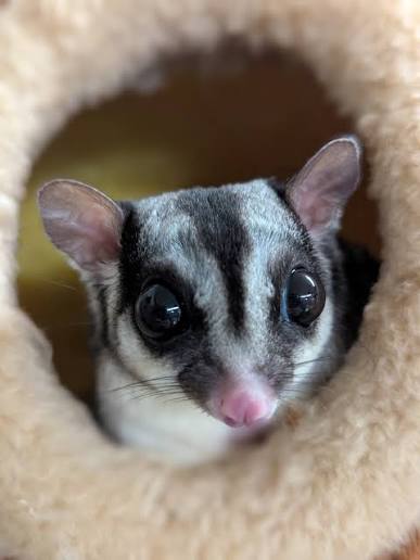 Sugar Gliders