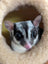 Sugar Gliders