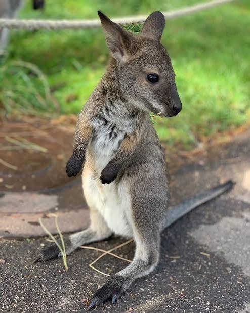 Wallaby & Kangaroo