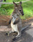 Wallaby & Kangaroo