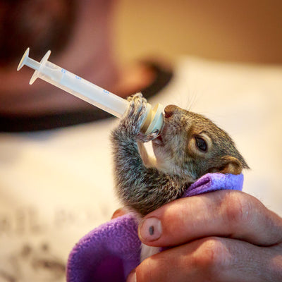 Baby Squirrel