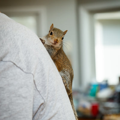 Baby Squirrel