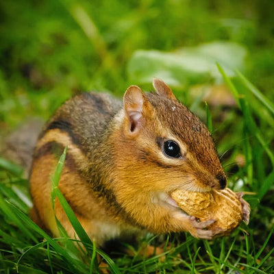 Baby Squirrel