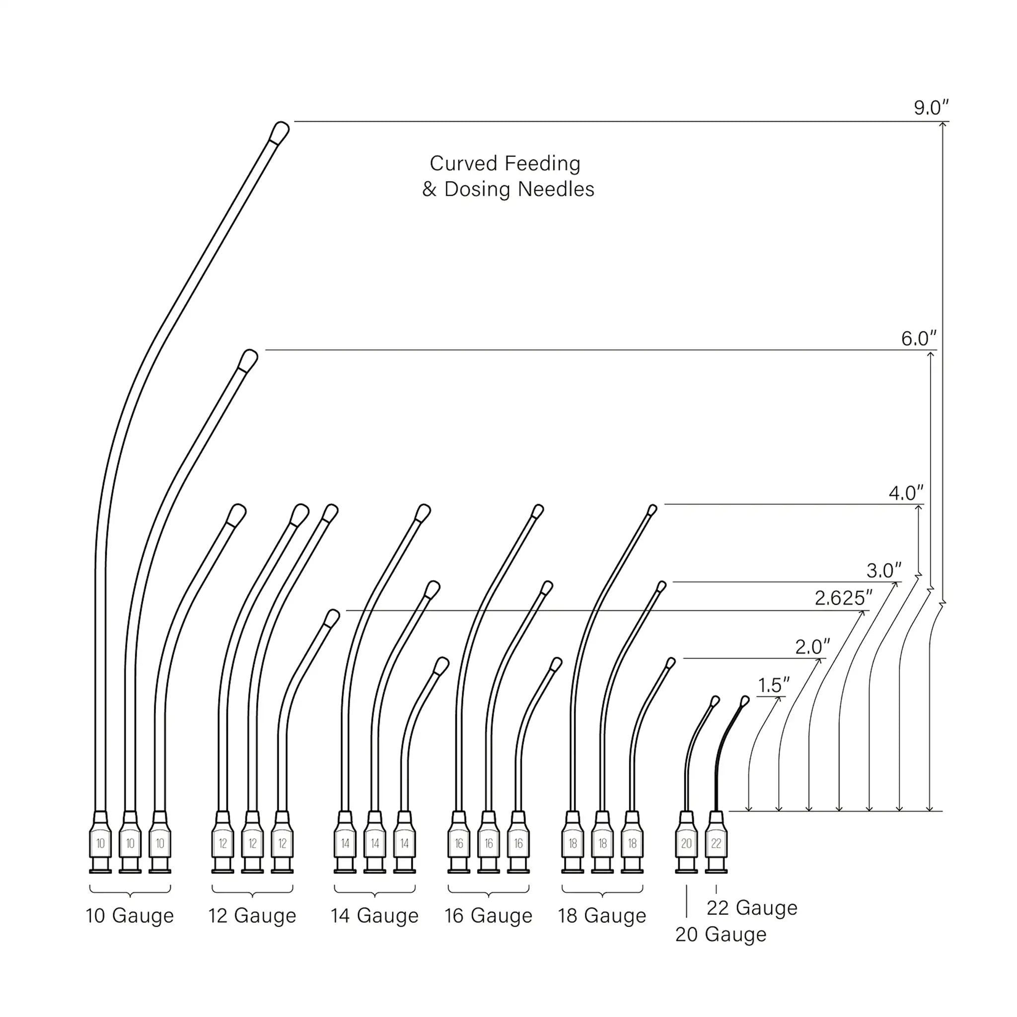 Graphic of curved feeding needle gauge sizes and lengths: 10 gauge available in 9", 6", and 4". 12 gauge available in 4" and 2.625". 14 gauge available in 4", 3", and 2". 16 gauge available in 4", 3", and 2". 18 gauge available in 4", 3", and 2". 20 gauge available in 1.5". 22 gauge available in 1.5".