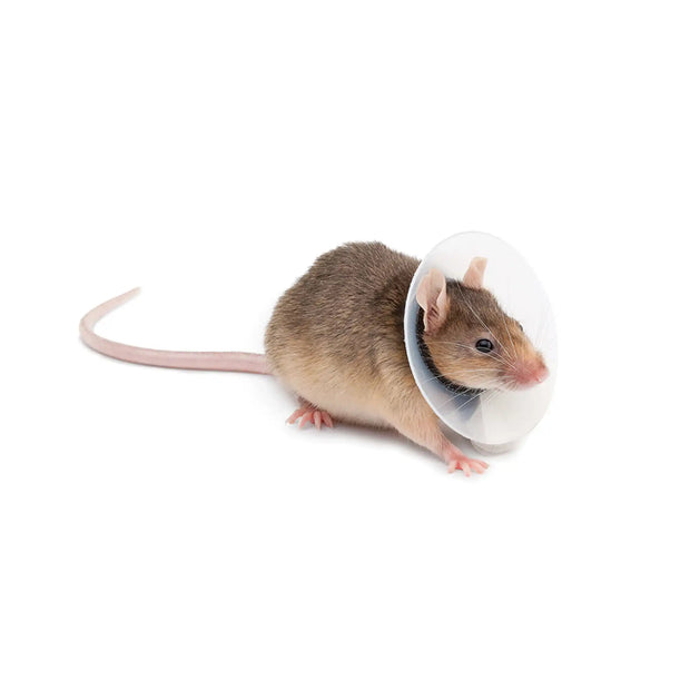 Image of a rat wearing an E-collar.