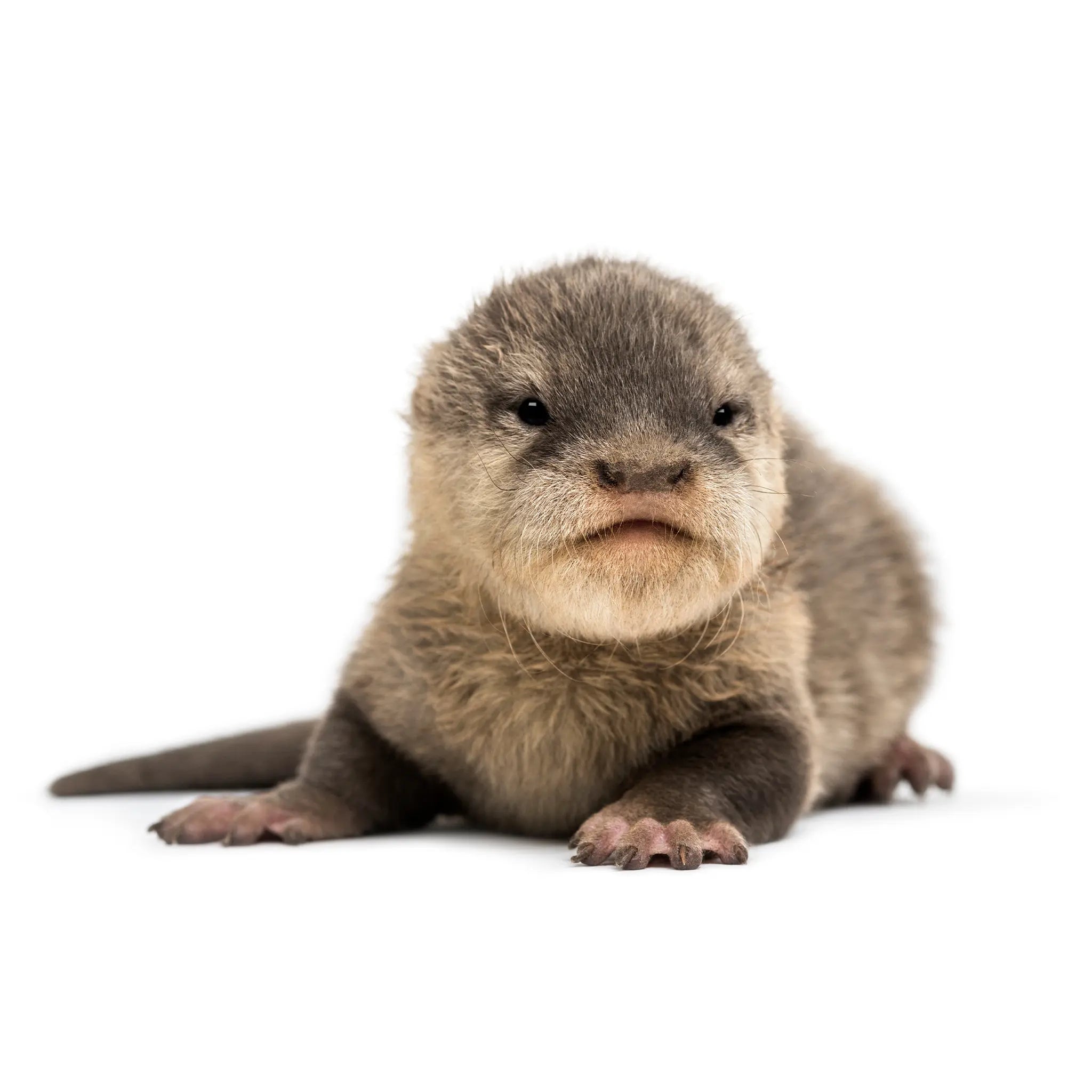 Wombaroo Otter Milk - 4.4 lb (2 kg)